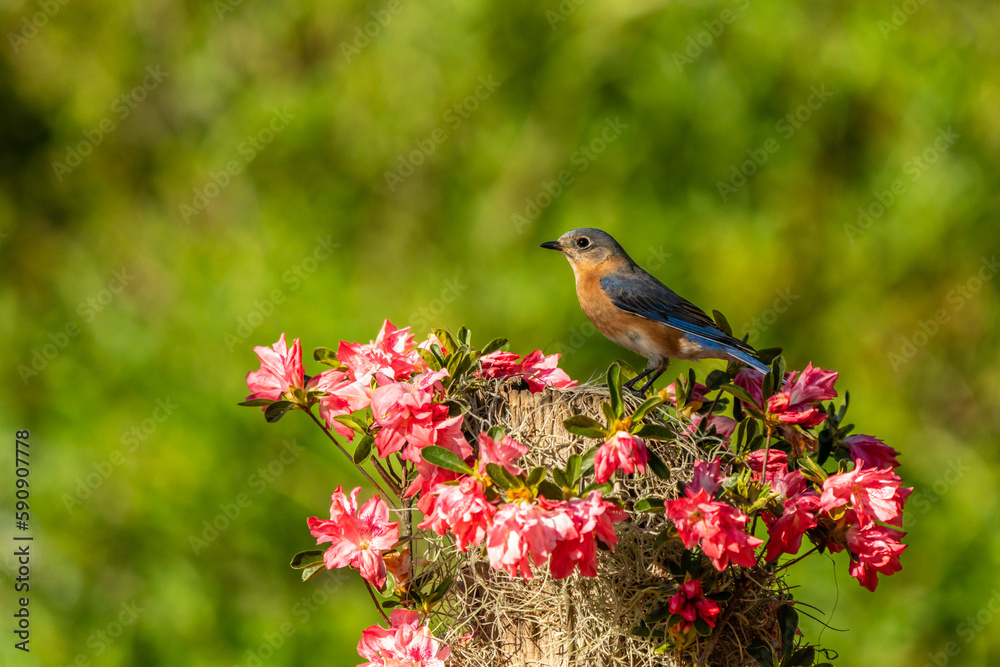 Eastern bluebird Perched with flowers Eastern bluebird Perched with flowers