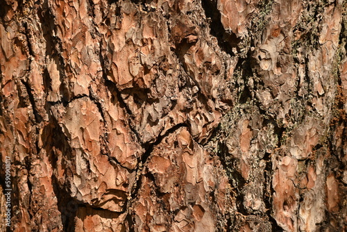 Brown tree bark texture, brown tree bark closeup, closeup tree trunk bark texture, 