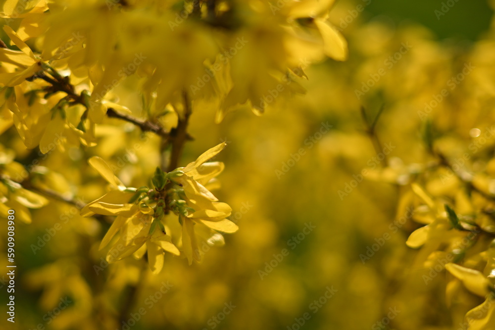 bright yellow background, bright yellow floral background, spring flowers close-up,
bright yellow branches of European forsythia against the background of a cloudy sky, spring flowering pieces bright yellow background, bright yellow floral background, spring flowers close-up,
bright yellow branches of European forsythia against the background of a cloudy sky, spring flowering pieces