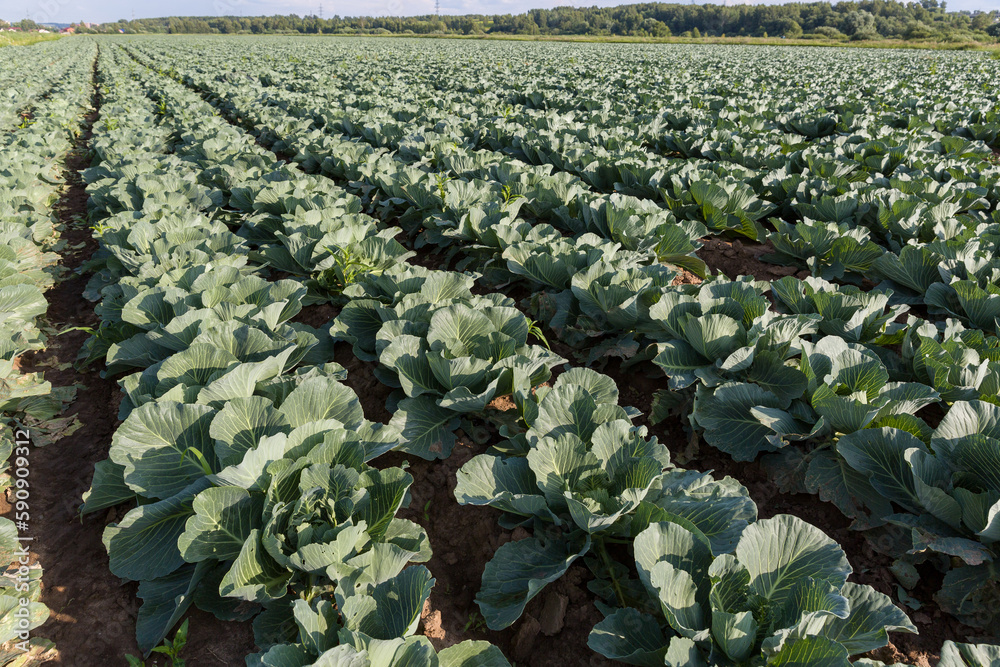 Fototapeta premium Agricultural field with cabbage. Growing organic vegetables in the field. Selective focus