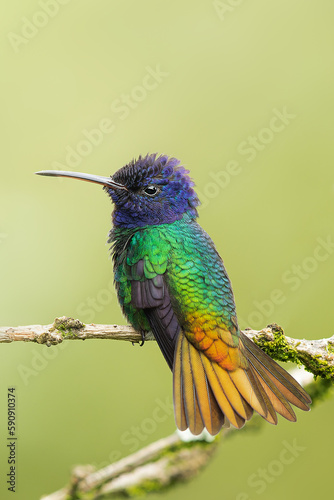 beautiful hummingbird of three colors opening its tail or perched in a tree