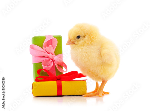 One little chicken with a gift.