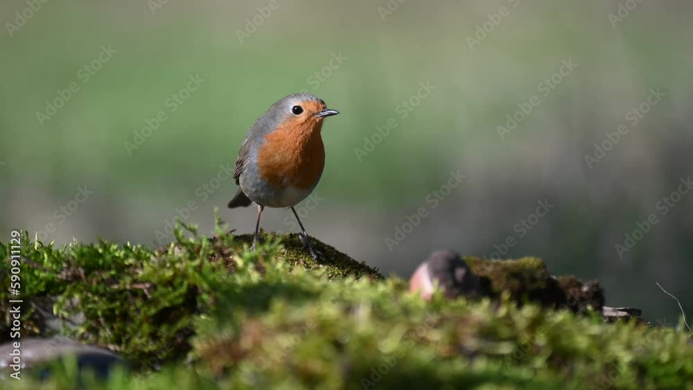 Robin Erithacus rubecula in the wild. Songbird close up. Robin Erithacus rubecula in the wild. Songbird close up.