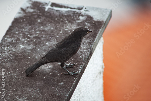 Gnorimopsar chop, Chopi Blackbird, perched on a balcony wall. photo