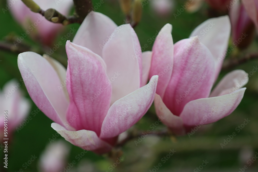 Magnolia tree blossom in the springtime. Macro shots of magnolia blossoms. Pink flower magnolia Magnolia tree blossom in the springtime. Macro shots of magnolia blossoms. Pink flower magnolia