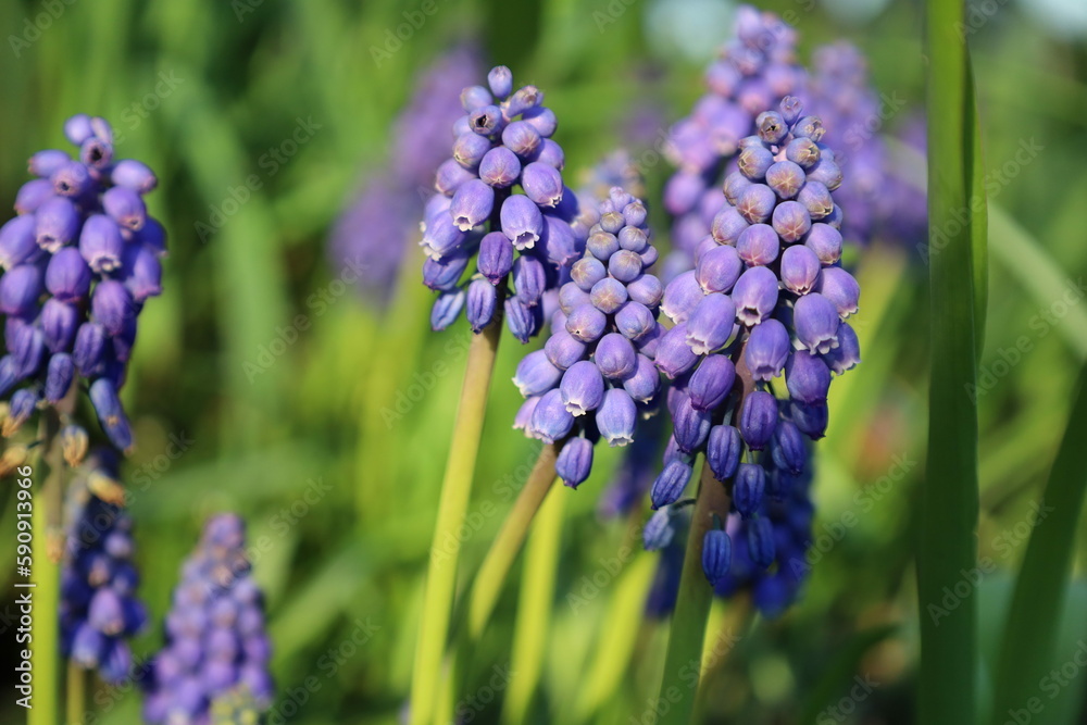 Muscari flowers (Muscari armeniacum), A muscari neglectum flower, Traubenhyazinthen, blue grape hyacinth flowers Muscari flowers (Muscari armeniacum), A muscari neglectum flower, Traubenhyazinthen, blue grape hyacinth flowers