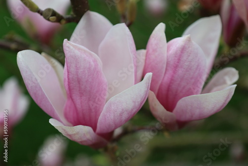 Magnolia tree blossom in the springtime.  Macro shots of magnolia blossoms. Pink flower magnolia