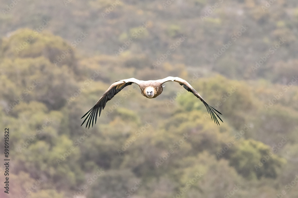 Griffon Vulture Gyps fulvus in flight , green background, biblical gyps, Old World vultures are vultures that are found in the Old World, i.e. the continents of Europe, Asia and Africa, Griffon Vulture Gyps fulvus in flight , green background, biblical gyps, Old World vultures are vultures that are found in the Old World, i.e. the continents of Europe, Asia and Africa,