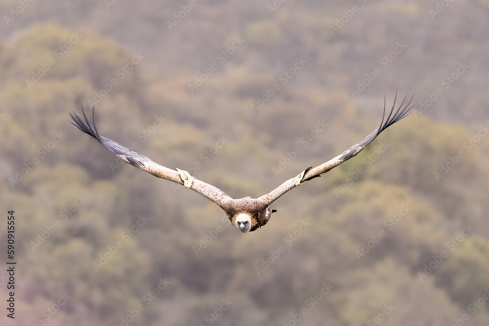Griffon Vulture Gyps fulvus in flight , green background, biblical gyps, Old World vultures are vultures that are found in the Old World, i.e. the continents of Europe, Asia and Africa,