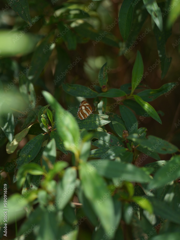 butterfly on a leaf butterfly on a leaf