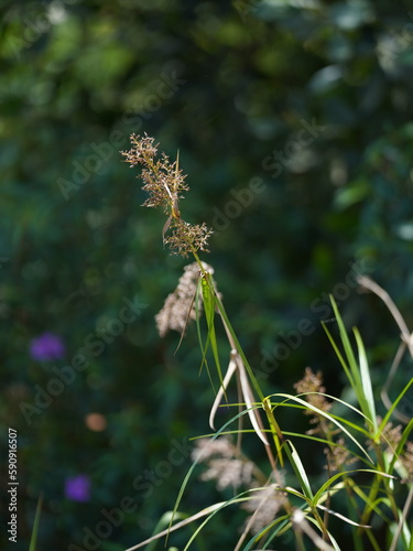 flowers in the garden