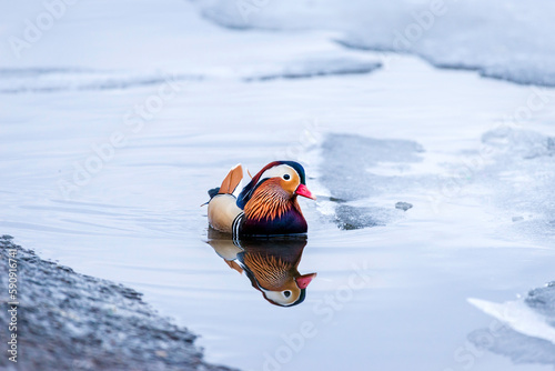 Male mandarin duck swims among the ice in winter