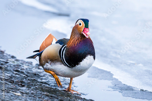 Male mandarin duck comes to the shore of a frozen lake