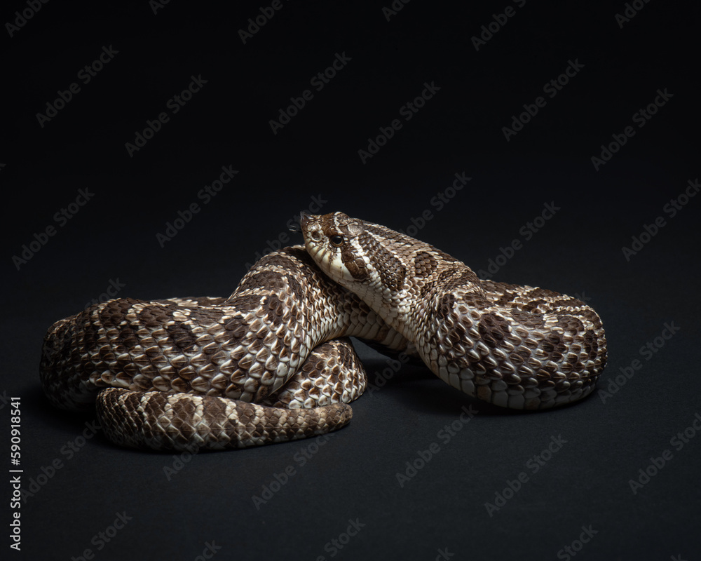 Naklejka premium Western hognose snake studio shot. Heterodon nasicus portrait. Snake close up on black background. 