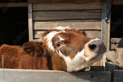 a brown calf looks out from behind a wooden fence on a farm. cattle shed
