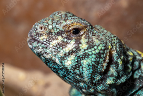 Decorated spike tail. Uromastyx ornata. Close-up.