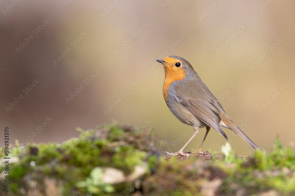 Colorful bird: the European Robin (Erithacus rubecula). Colorful bird: the European Robin (Erithacus rubecula).