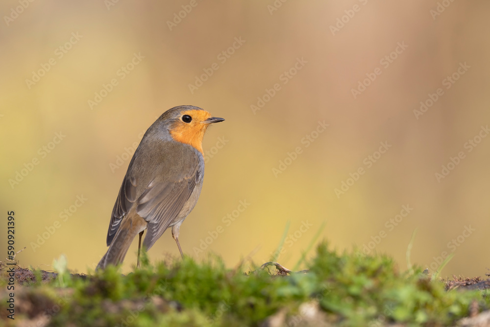 Colorful bird: the European Robin (Erithacus rubecula). Colorful bird: the European Robin (Erithacus rubecula).