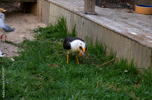 Pacific Gull (Larus pacificus) photo