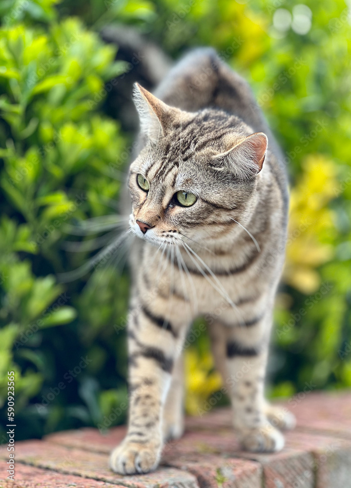 Tabby cat with green eyes standing on a wall with a green leaf bush behind.