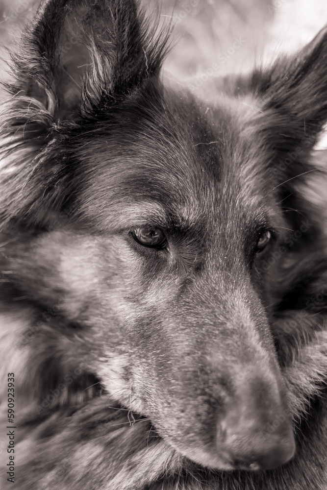Portrait en noir et blanc d'un beau berger allemand Portrait en noir et blanc d'un beau berger allemand