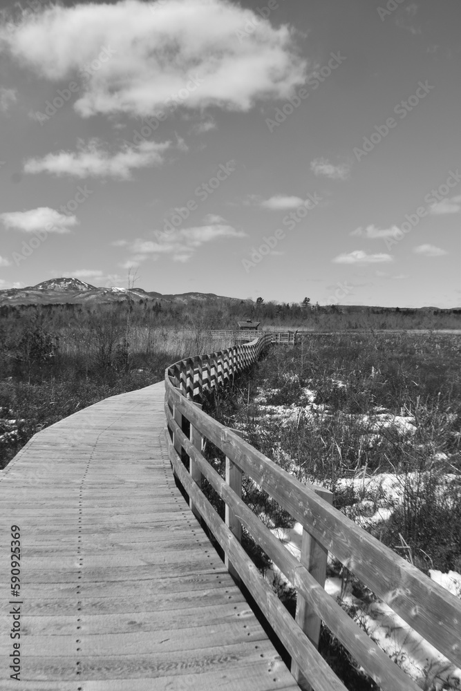 Naklejka premium Marais Aux Cerises Avril 2023 - N&b