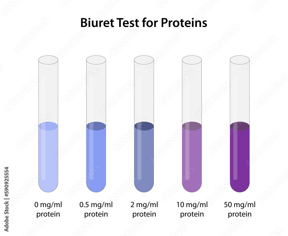 Biuret Test for Proteins Biuret Test for Proteins
