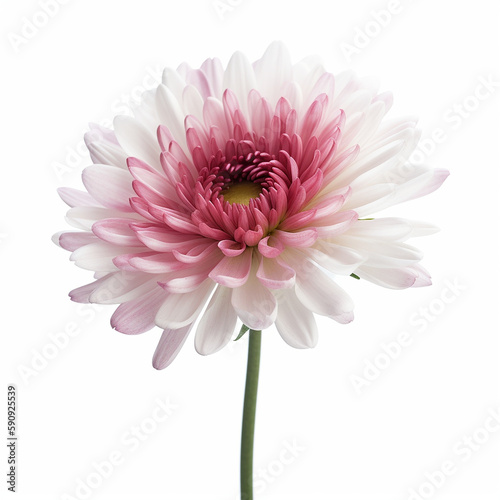 A beautiful white and pink flowerr on White Background  Generative AI