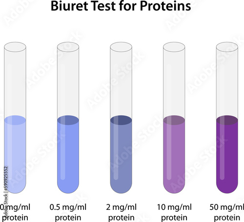 Biuret Test for Proteins