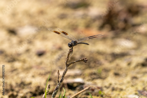 Four-spotted pennant dragonfly on twig © Barbara
