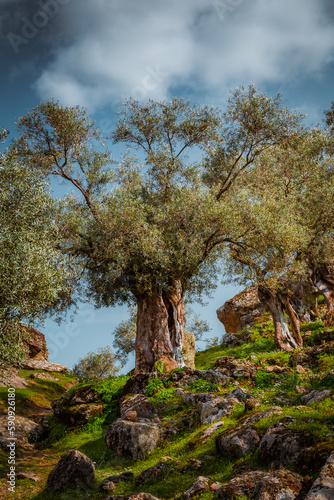 Olive trees in the forest