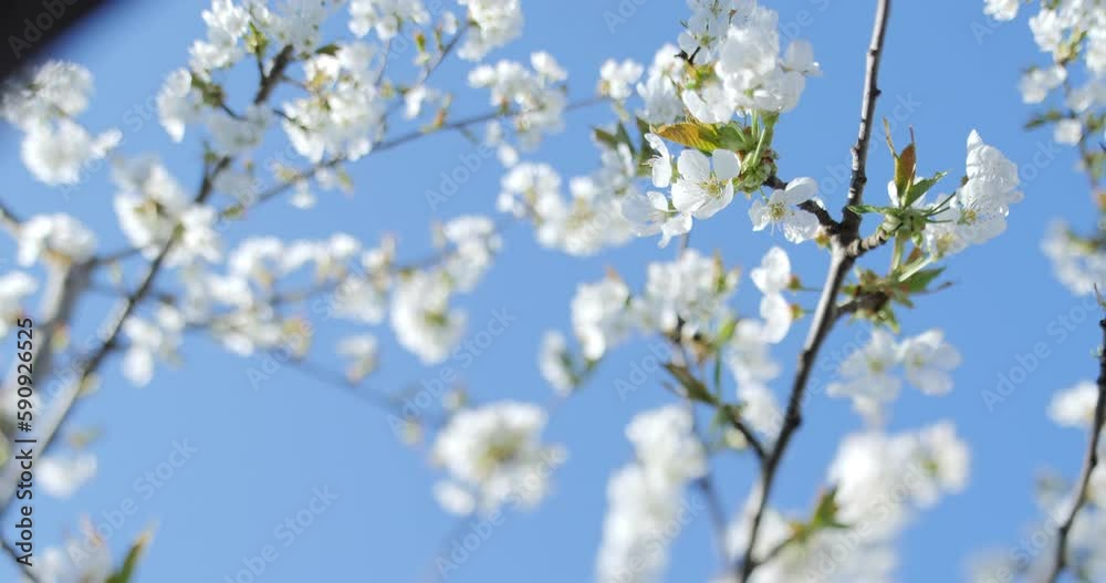 Tilt-shift lens of us over cherry tree in bloom spring Japanese sakura tree low angle view with blue sky in background Tilt-shift lens of us over cherry tree in bloom spring Japanese sakura tree low angle view with blue sky in background