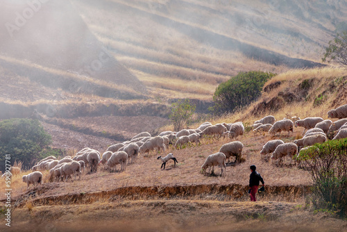 A little shepherd boy in the Andes herding his cattle in the dry season.    