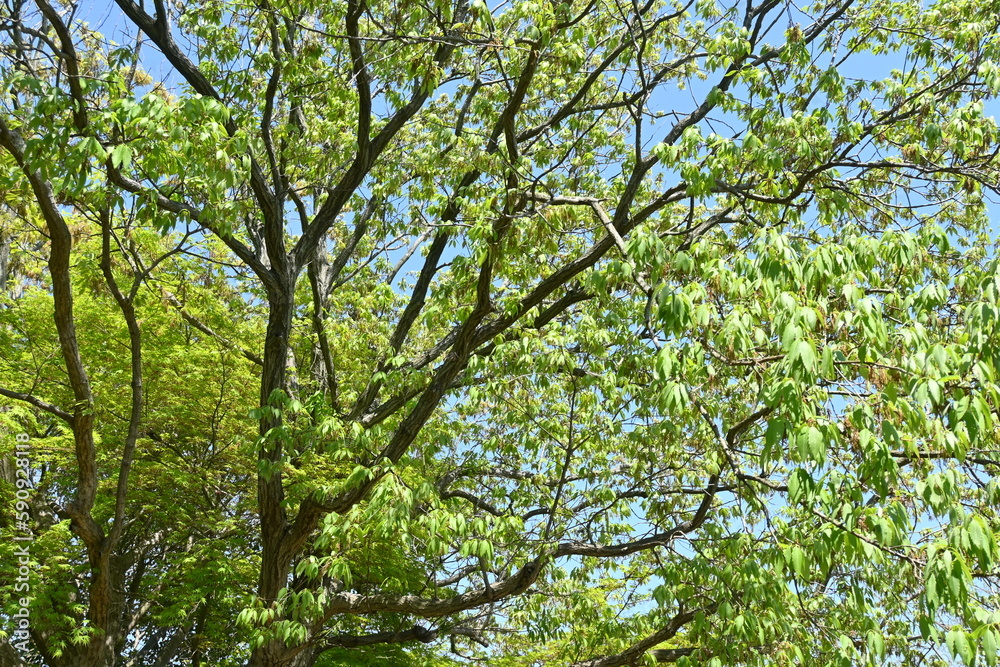 Konara oak ( Quercus serrata ) tree. Fagaceae deciduous tree. It is used as a raw material for charcoal and as logs for shiitake cultivation. Konara oak ( Quercus serrata ) tree. Fagaceae deciduous tree. It is used as a raw material for charcoal and as logs for shiitake cultivation.