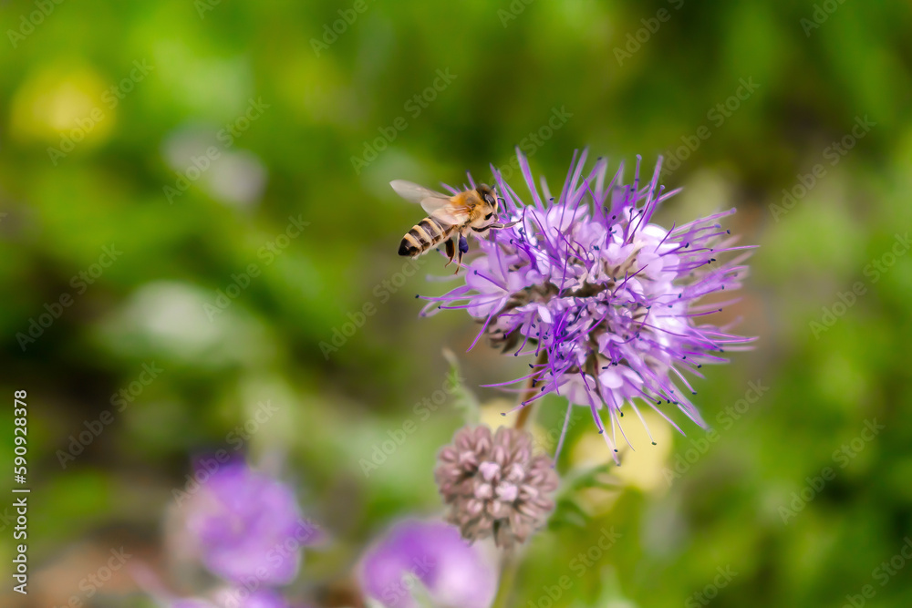 Close up of small bee bumblebee on purple blooming flower plant in meadow field. macro nature banner in summer in spring of honeybee with copy space. wildlife postcard background Close up of small bee bumblebee on purple blooming flower plant in meadow field. macro nature banner in summer in spring of honeybee with copy space. wildlife postcard background