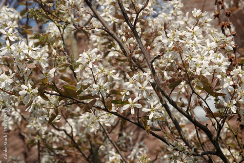 Closeup on the rich white blossoming juneberry, serviceberry or shadbush shrub, Amelachier lamarckii photo