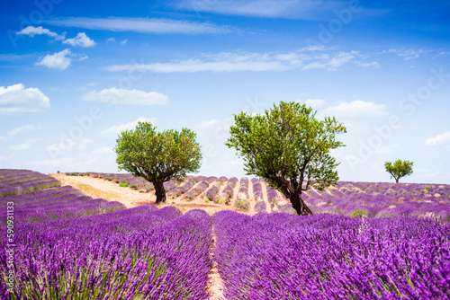 Trees in the middle of lavender field in provence photo