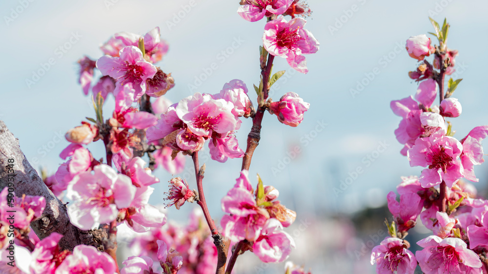 Pink flowers on the blue sky background