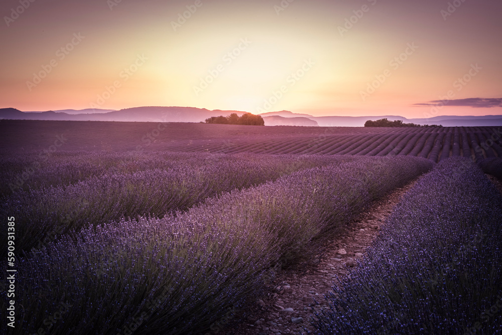 Golden hour in the lavender field on Valensole plateau Golden hour in the lavender field on Valensole plateau
