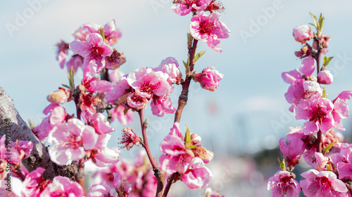 Pink flowers on the blue sky background