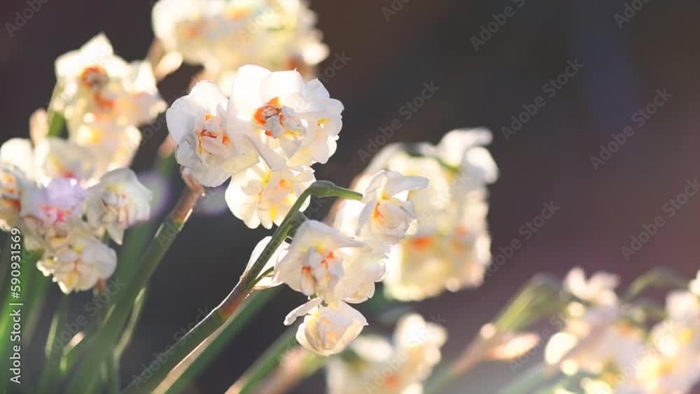 Daffodils, Narcissus, white Daffodil flowers in spring garden blooming, Easter background, bouquet. Beautiful Spring Easter daffodils growing, beauty flower. Slow motion, outside
