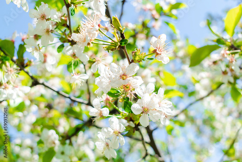 Blooming apricot  apple  pear  cherry tree at spring  pink white flowers plant blossom on branch macro in garden backyard in sunny day close up. nature beautiful landscape