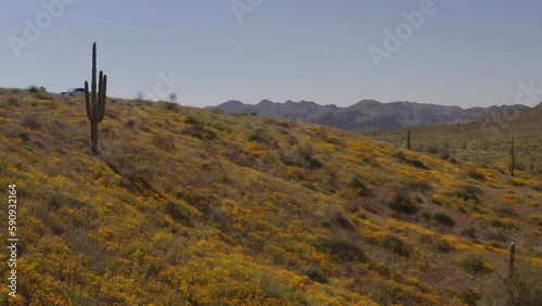 An aerial view of  flowers blooming at the Tonto national forest in the spring. photo