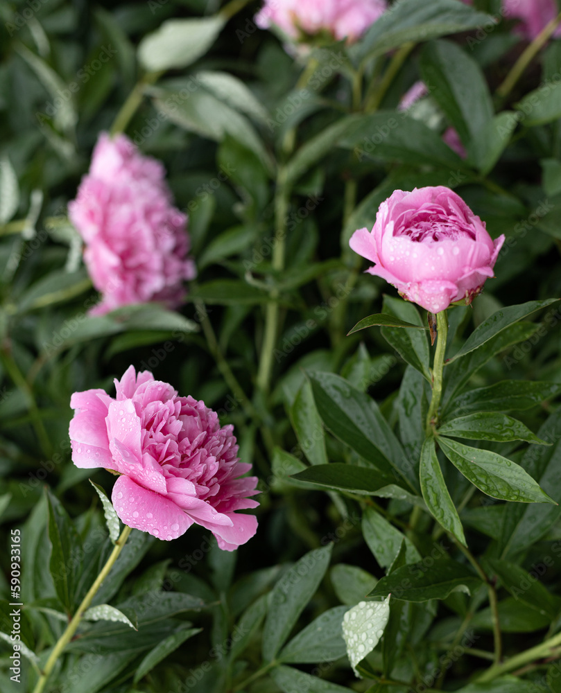 Fresh peonies in the garden.