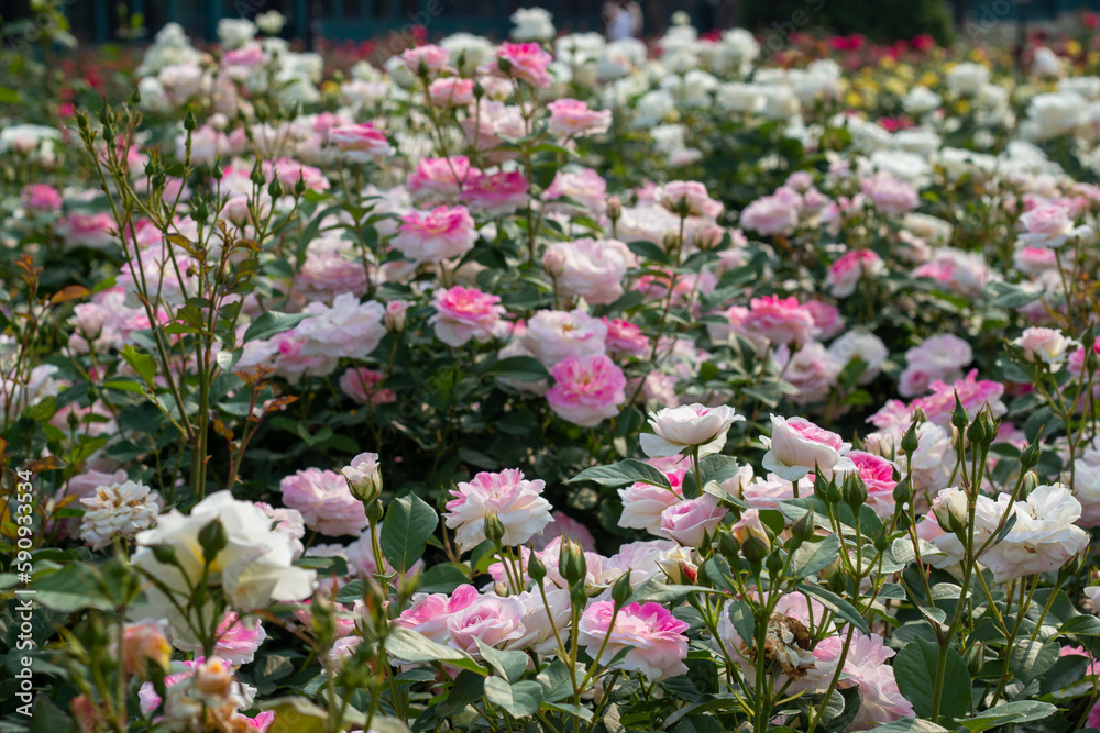 Rose Festival from April to May, Rose Garden, Pink White Roses