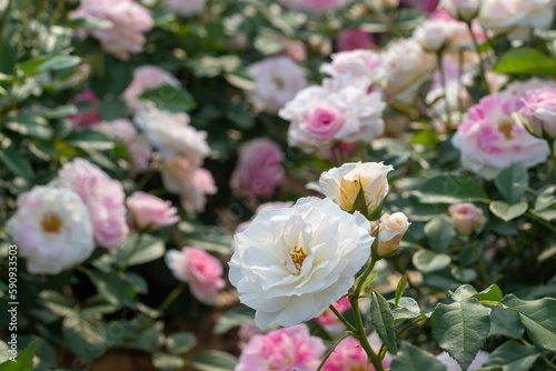 Rose Festival from April to May, Rose Garden, Pink White Yellow Roses