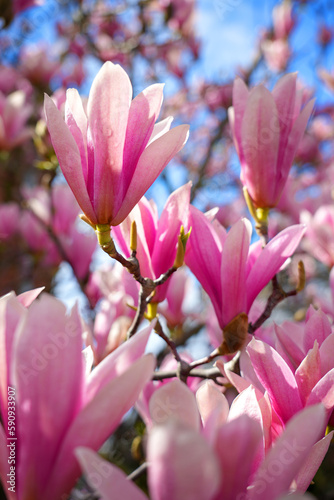 magnolia flower branch  pink purple magnolia bough closeup