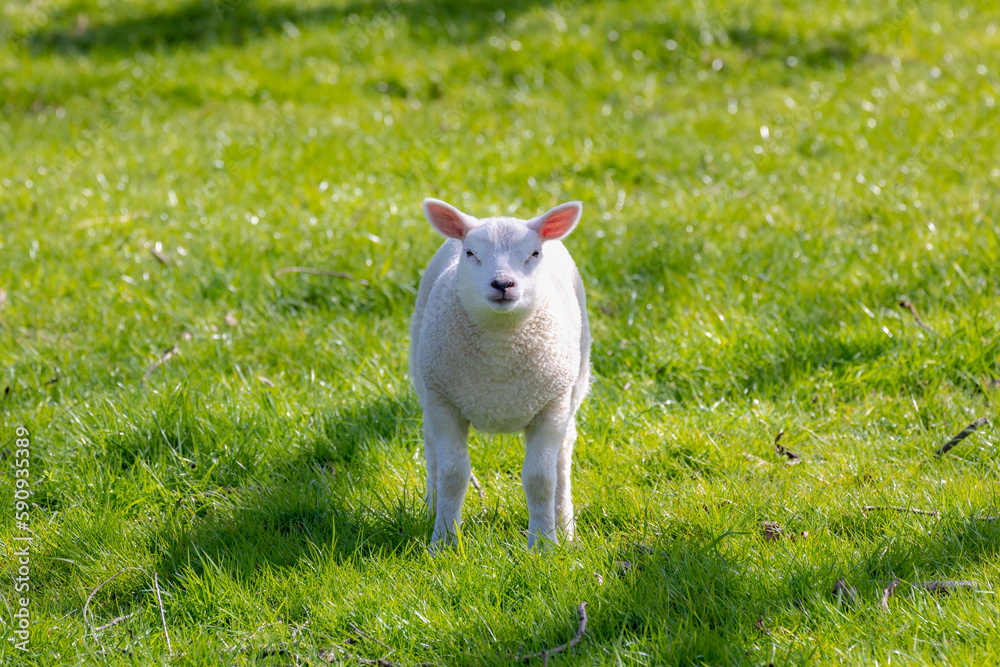 Selective focus of newborn baby sheep standing on green grass with warm sunlight in the morning, Young lambs walking on the field in spring season, Open farm in countryside, Netherlands. Selective focus of newborn baby sheep standing on green grass with warm sunlight in the morning, Young lambs walking on the field in spring season, Open farm in countryside, Netherlands.