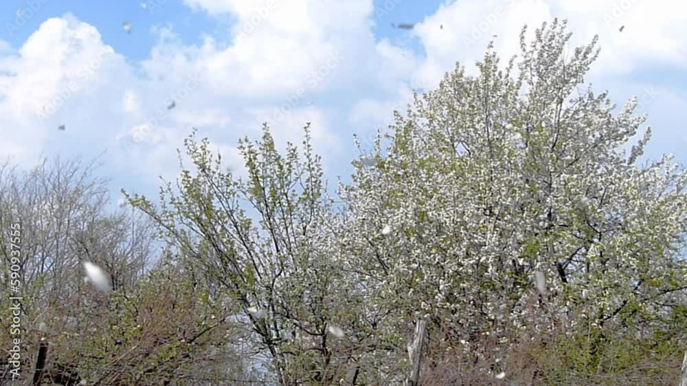 Spring blooming tree with falling petals, creating a visual image of petals resembling snow. Spring blooming tree with falling petals, creating a visual image of petals resembling snow.