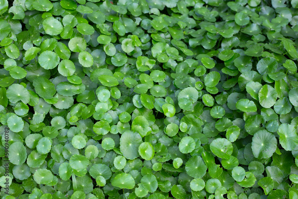 Fresh green centella asiatica leaves Fresh green centella asiatica leaves